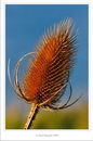 common teasel
